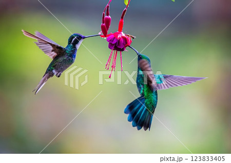 Hummingbirds 123833405