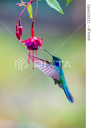 Hummingbird 123833483