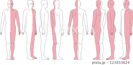 半身色分けした人体のイラスト。前面、背面、斜めの略図。 123833624