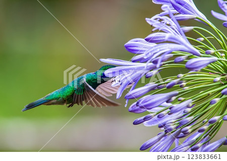 Hummingbird Hummingbird 123833661