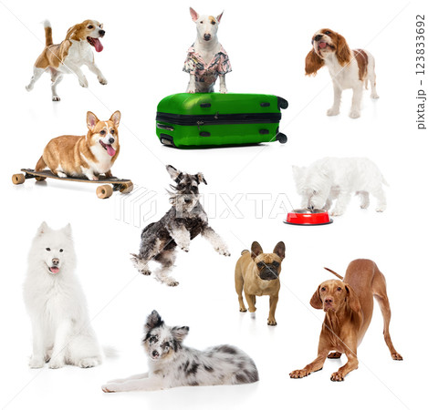 Collage made of photos of playful dogs different breeds posing against white studio background. Copy space for ad. 123833692