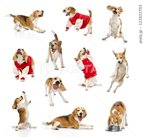 Collage of lively Beagle dog in playful and dynamic poses against white studio background. Concept of pets care, veterinary services, 123833703