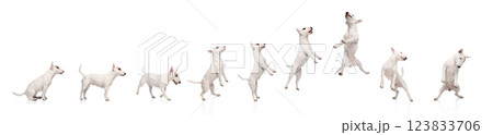 Dynamic set. Action sequence of Bull Terrier jumping and performing an energetic movement against white background Dynamic set. Action sequence of Bull Terrier jumping and performing an energetic movement against white background 123833706