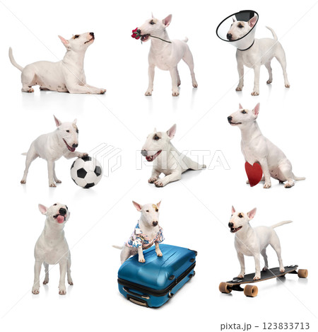 Collage of expressive Bull Terrier in different poses isolated against white studio background. Concept of pet care, grooming 123833713