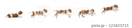Collage. Dynamic sequence of Cavalier King Charles Spaniel running and jumping against white studio background 123833715