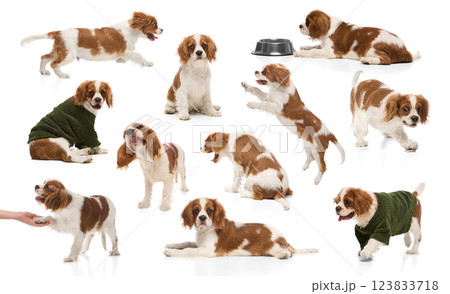 Collage featuring multiple Cavalier King Charles Spaniel puppies in various poses against white background. 123833718