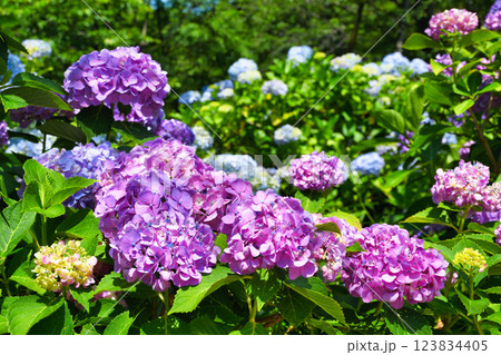 本土寺 美しいあじさい(千葉県松戸市) 本土寺 美しいあじさい(千葉県松戸市) 123834405