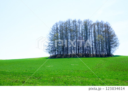 初夏の北海道美瑛町マイルドセブンの丘 123834614