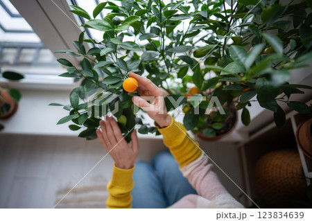 Gardener hands harvest homegrown mandarins from windowsill. Hobby of citrus, sustainable cultivation 123834639