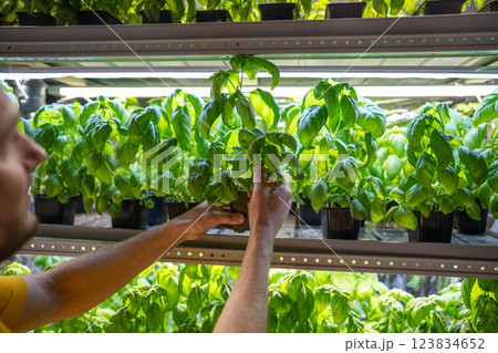 Florist seller checks Genovese basil leaves under grow lights on shelves in nursery. Green business 123834652
