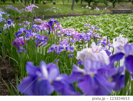 小田原フラワーガーデンハナショウブ池に咲く色とりどりの花菖蒲の花 123834653