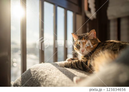 Lazy cat resting and lying on woolen plaid on chair, basking in warm sunlight near window on balcony 123834656