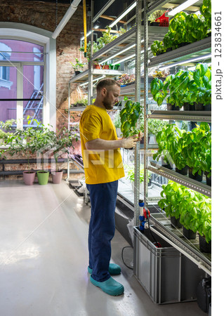 Plant lover in flower shop holds potted Genovese basil, select best among diverse herbs on shelves Plant lover in flower shop holds potted Genovese basil, select best among diverse herbs on shelves 123834661