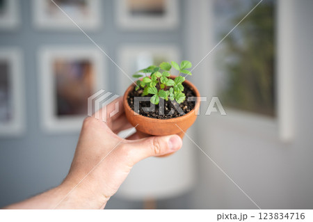 Man holding small Strawberry Fragaria seedlings in clay pot in hand, soft focus. Indoor gardening 123834716