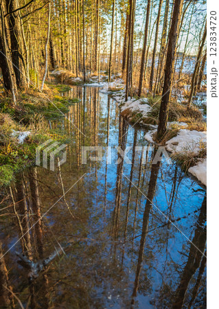 March flood engulfs forest trail, shimmering reflections in melting pools. Spring flood in woods 123834720