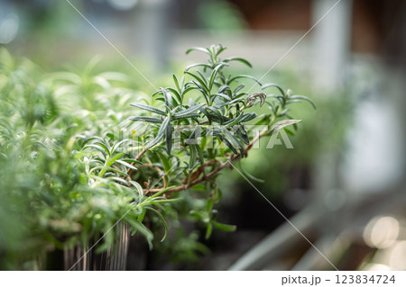 Small rosemary plant leans outward from pot in phyto light. Healthy food, self sustained herb food Small rosemary plant leans outward from pot in phyto light. Healthy food, self sustained herb food 123834724