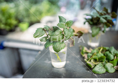 Young cut mint sprig in water glass for rooting. Propagation, new shoot development, transplant Young cut mint sprig in water glass for rooting. Propagation, new shoot development, transplant 123834732