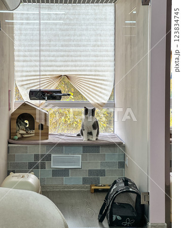 Adorable cat waits for owners in pet hotel room, sitting by the window. Glass door show amenities Adorable cat waits for owners in pet hotel room, sitting by the window. Glass door show amenities 123834745