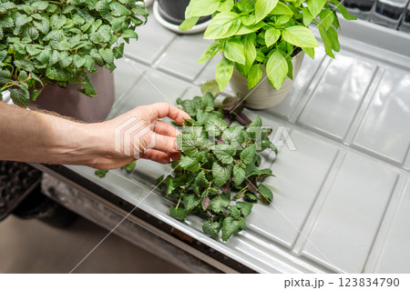 Hand gently touch mint leaves, ready for seasoning or tea. Eco friendly food sustainable business 123834790