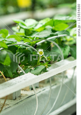Stacked strawberry Polka plants and flowers, isolated for precise microclimate control in greenhouse 123834880