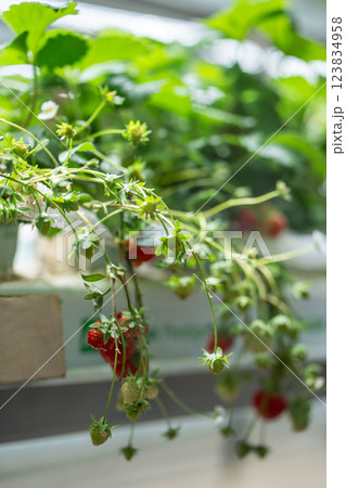 Blooming Strawberry cultivation in greenhouse. Mini-farm for growing Fragaria in artificial soil.  123834958