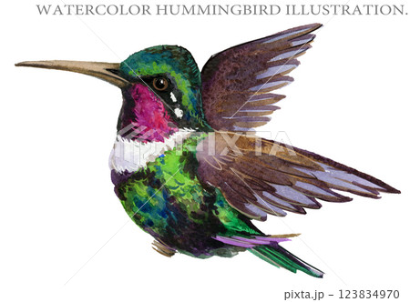 Humming bird isolated on a white background, hummingbird watercolor illustration 123834970