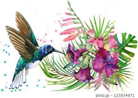Hummingbird Hummingbird 123834971