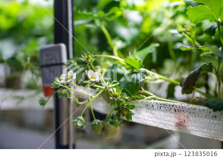 Blooming Strawberry cultivation in greenhouse. Mini-farm for growing Fragaria in artificial soil.  123835016