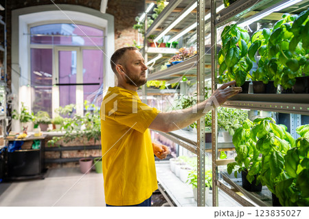 Shop owner examines Genovese basil in pot, choose top quality plant. Hobby and work of plant lover 123835027