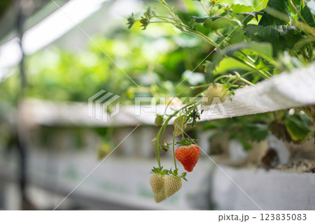 Strawberry cultivation in greenhouse. Mini-farm for growing Fragaria in artificial soil. Strawberry cultivation in greenhouse. Mini-farm for growing Fragaria in artificial soil. 123835083