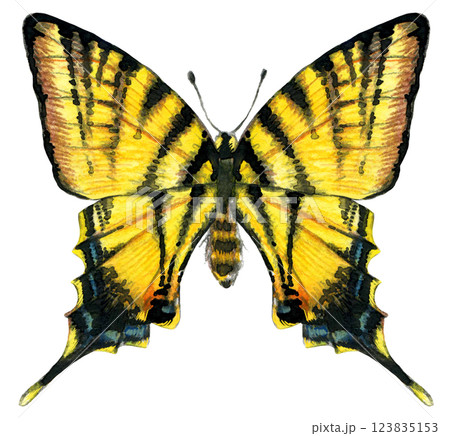 Watercolor butterfly illustration isolated on white background. 123835153