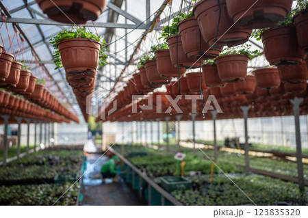 Petunia plants seedlings in hanging pots in plant nursery industrial glasshouse. Petunia plants seedlings in hanging pots in plant nursery industrial glasshouse. 123835320