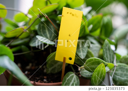 Fungus gnats stuck on yellow sticky trap. Flypaper for Sciaridae insect pests around houseplant 123835373