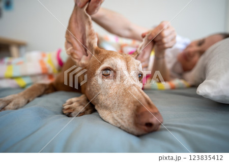 Cute funny muzzle of purebred Hungarian Magyar Vizsla dog with ears up. Female owner and pet in bed 123835412