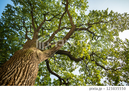 Majestic oak tree with branches, canopy in park. Towering trunk with huge foliage crown in woods Majestic oak tree with branches, canopy in park. Towering trunk with huge foliage crown in woods 123835550