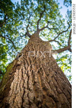 Huge oak trunk with spread crown from below. Powerful bark in forest or park. Sustainable resources Huge oak trunk with spread crown from below. Powerful bark in forest or park. Sustainable resources 123835552