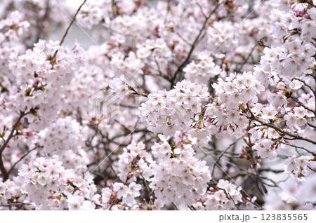 いつか見た桜 123835565