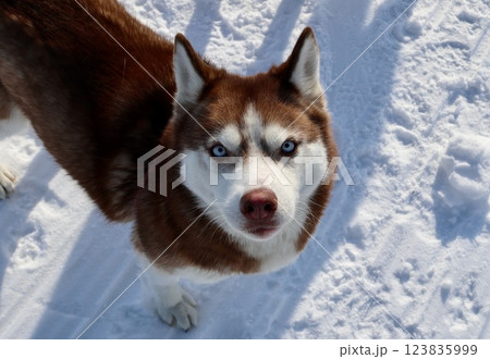 A husky dog in the snow in the taiga in eastern Kazakhstan stares devotedly at its owner 123835999