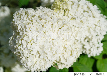 Hydrangea Flowers, Blooming White Hortensia, Hydrangea Paniculata Flower Closeup, Large Inflorescences 123836014