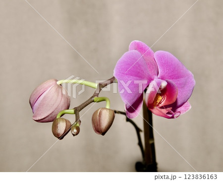 The red orchid in the apartment bloomed from good care 123836163