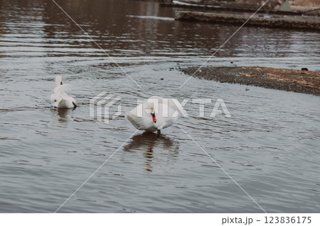 河口湖にいる美しい白鳥 123836175