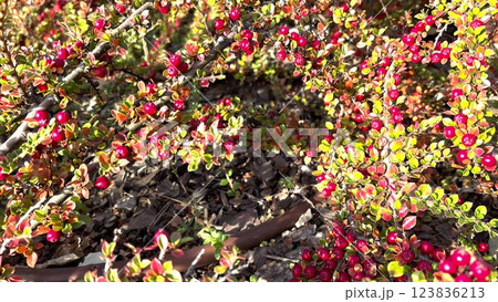 Pyracantha orange berries, firethorn decorative fruits, bright bush in autumn garden, red pyracantha Pyracantha orange berries, firethorn decorative fruits, bright bush in autumn garden, red pyracantha 123836213