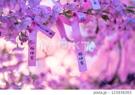 桜神宮の河津桜と花帯 桜神宮の河津桜と花帯 123836303