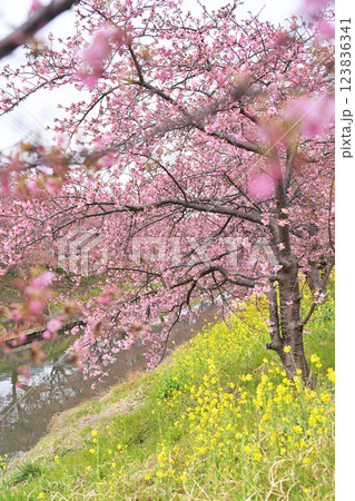 川べりの桜と菜の花 川べりの桜と菜の花 123836341