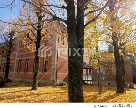五高記念館　銀杏紅葉で遊ぶ人　（熊本市） 123836493