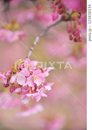 桜色 桜色 123836534