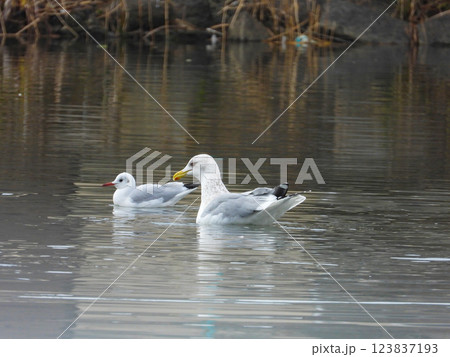 池で泳ぐセグロカモメとユリカモメ 123837193