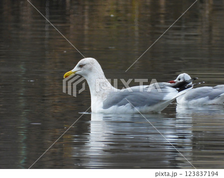 池で泳ぐセグロカモメとユリカモメ 123837194