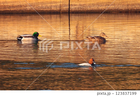 早朝の池で泳ぐ3羽のカモ 123837199