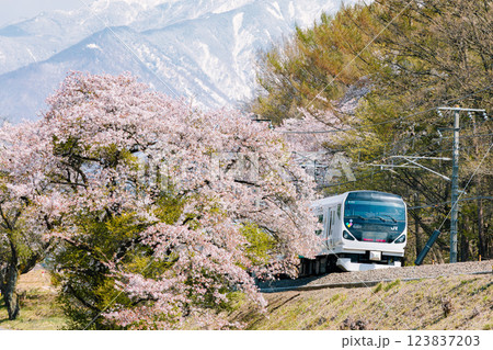 桜と雪山と鉄道コラボ 桜と雪山と鉄道コラボ 123837203